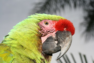 guacamaya verde