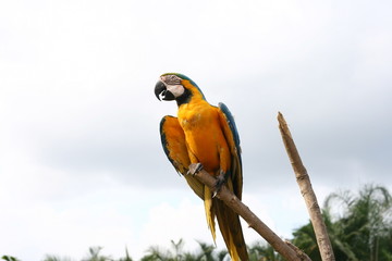 guacamaya amarilla