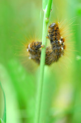 chenille