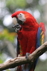 ara © Michael Stifter