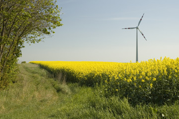 wind turbines and rapeseed field