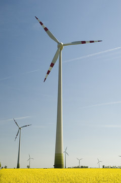 wind turbines and rapeseed field