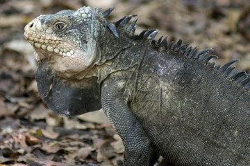 iguane mâle