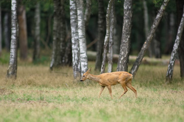 chevreuil