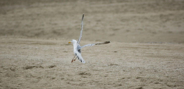 mouette acrobate