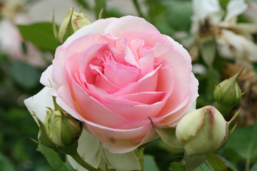 rose