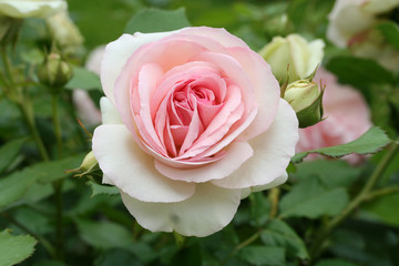 rose mit knospe