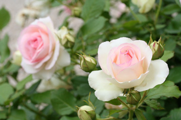 rosenstrauch