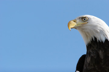 bald eagle