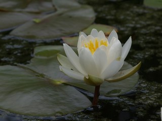 seerose