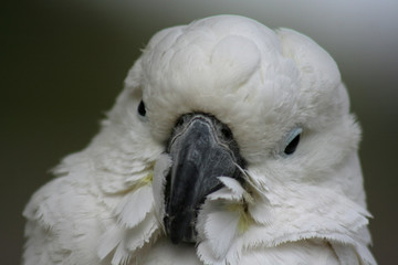  cacatua-porträt 1
