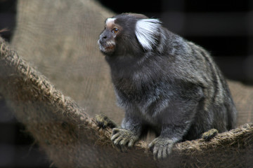 weißbüscheläffchen