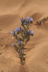 fiore nel deserto