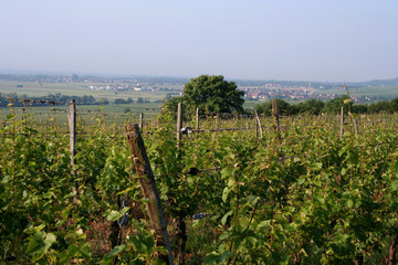 Fototapeta na wymiar vignes et plaine d'alsace