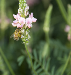 bee collecting nectar