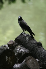 the raven