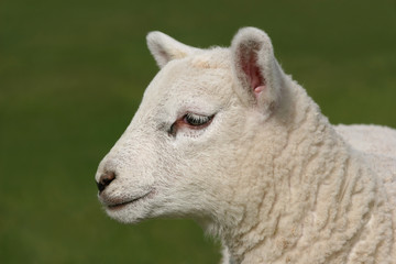 profile  of a lamb © marilyn barbone