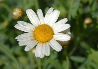 Obraz premium Stokrotka