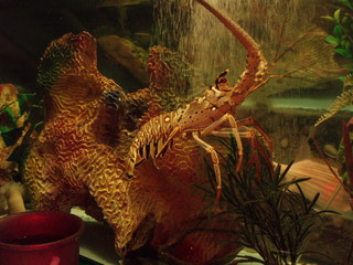 lobster