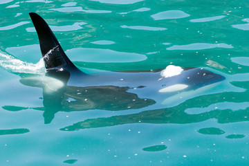 Obraz premium killer whale