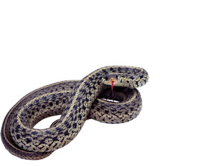 Obraz premium garter snake isolated