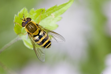 abeille