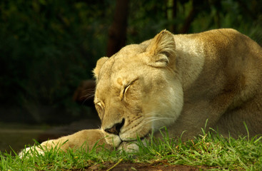 lioness sleeping.