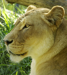 lioness profile shot.