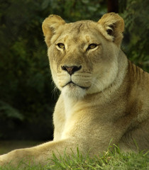Naklejka premium lioness