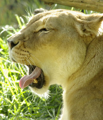 lioness yawning.