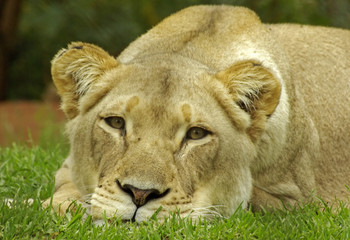 lioness