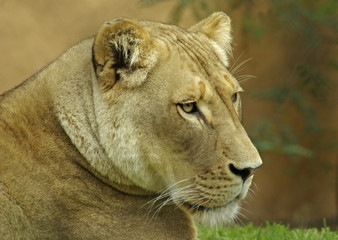 Obraz na płótnie Canvas lioness profile shot.