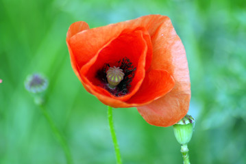 klatschmohn