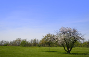 spring scene