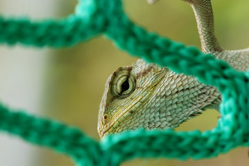 lizard and net in the stadium
