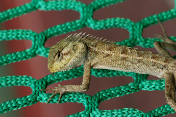 lizard and net in the stadium