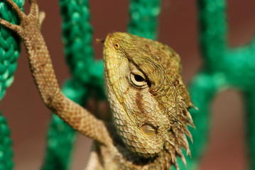 lizard and net in the stadium