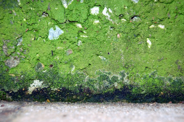 mossy wall