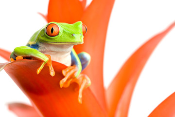 Fototapeta premium frog on his throne