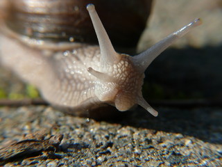 weinbergschnecke