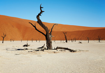 dead trees