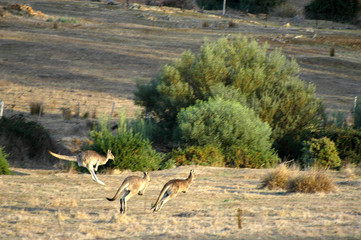 Fototapeta premium kangourou