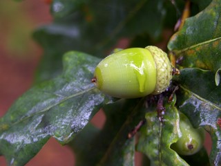 acorn