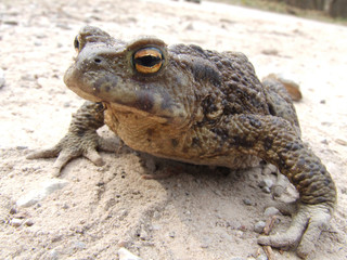 toad