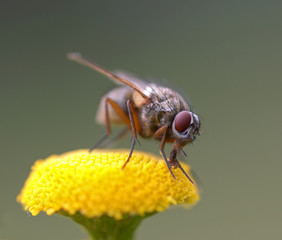 fly