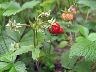 wild strawberry