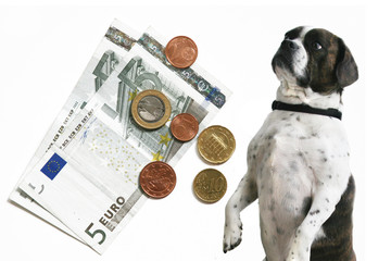 hunde kosten