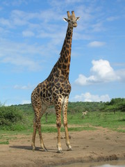 giraffe in südafrika