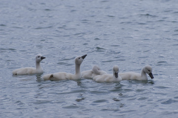 bébés cygnes sur le lac d'annecy