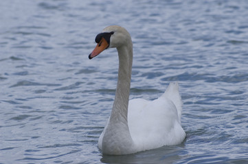 cygne sur le lac d'annecy